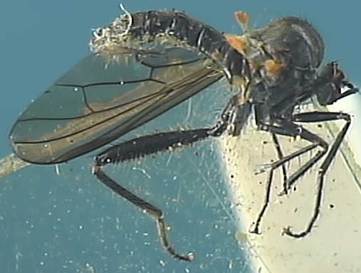 Hybos culiciformis